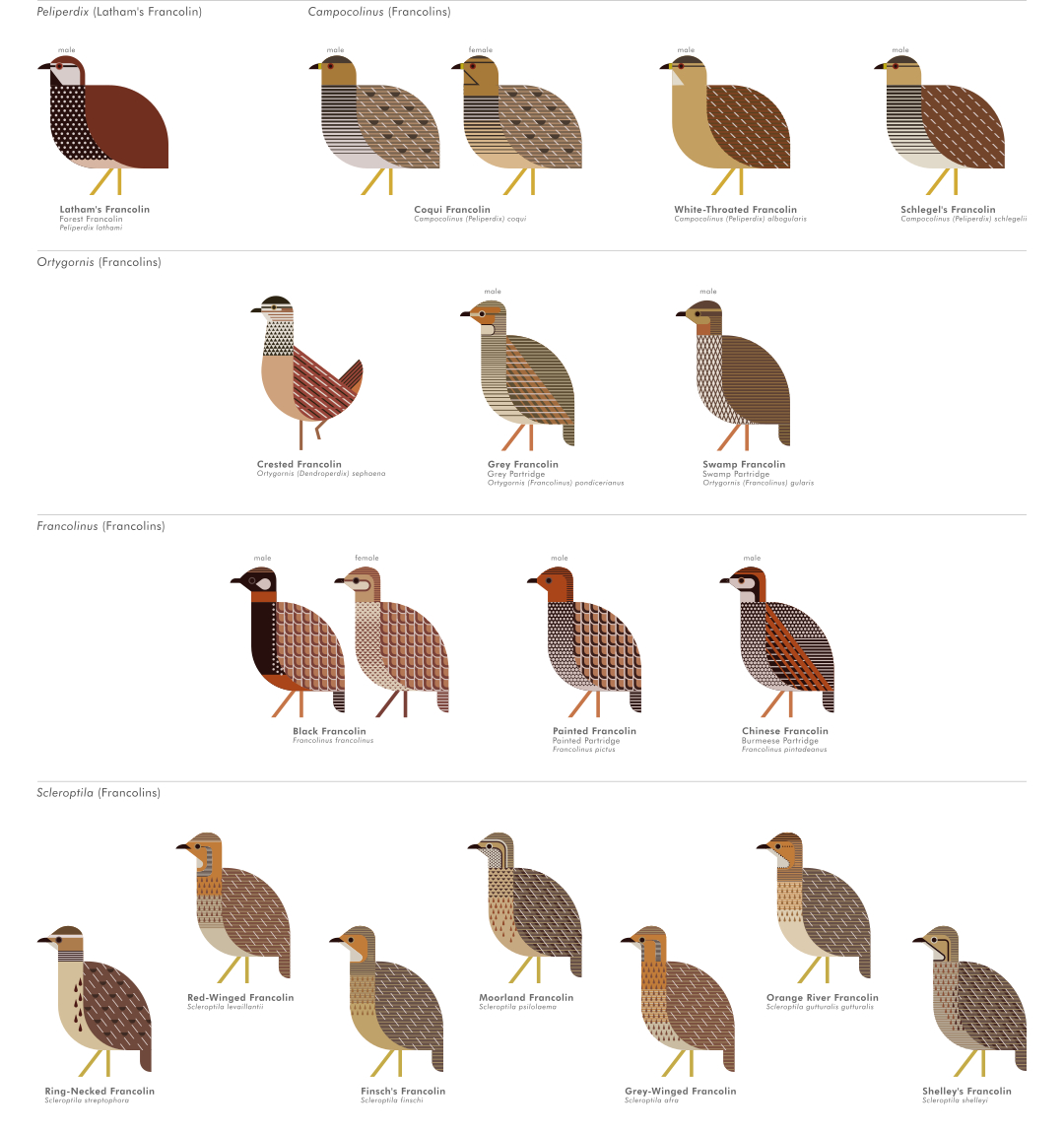 scott partridge - ave - avian vector encyclopedia - francolins - bird vector art