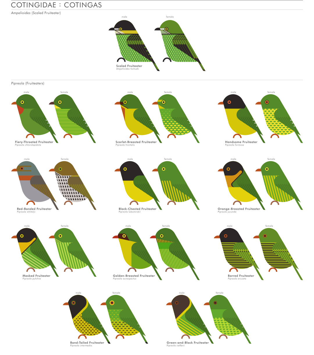 scott partridge - AVE - avian vector encyclopedia - fruiteaters - bird vector art