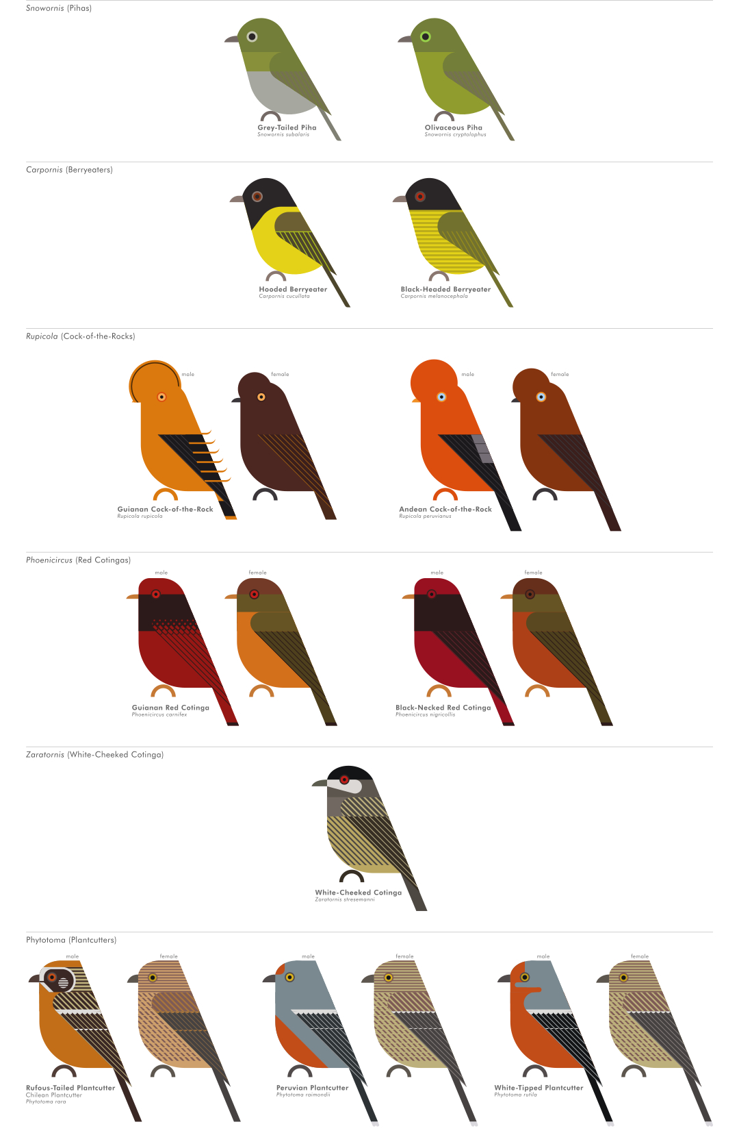 scott partridge - AVE - avian vector encyclopedia - cotingas - bird vector art