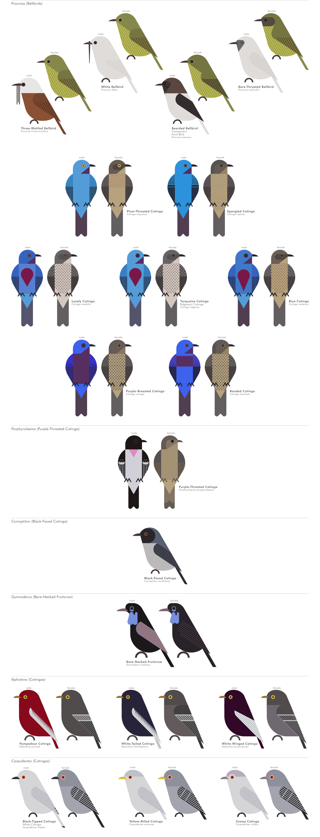 scott partridge - AVE - avian vector encyclopedia - cotingas - bird vector art