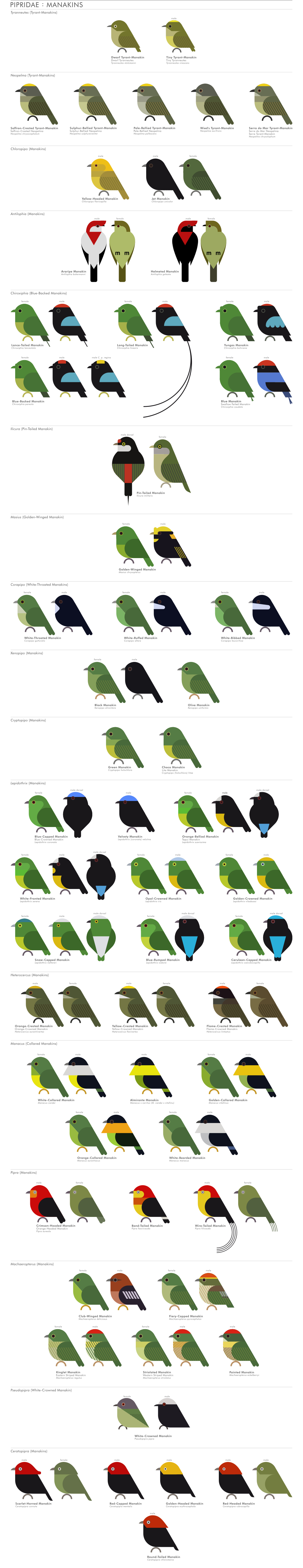 scott partridge - AVE - avian vector encyclopedia - manakins - bird vector art