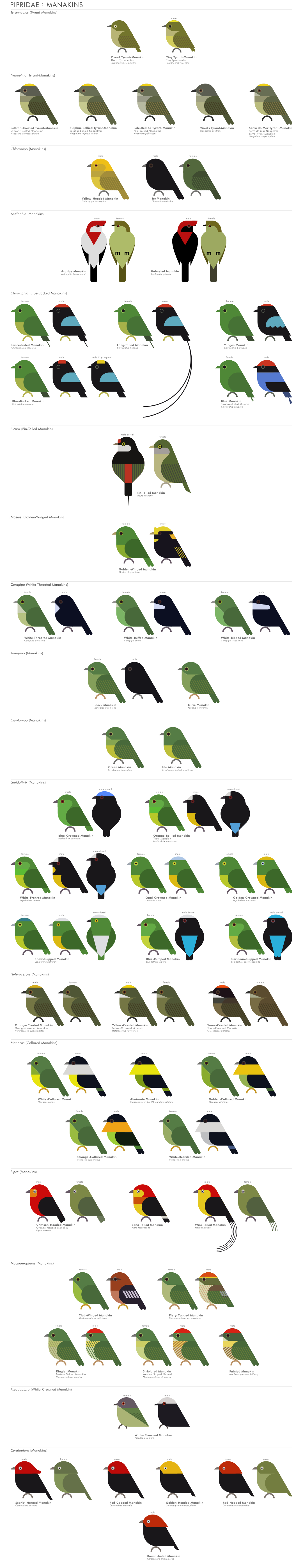 scott partridge - AVE - avian vector encyclopedia - manakins - bird vector art