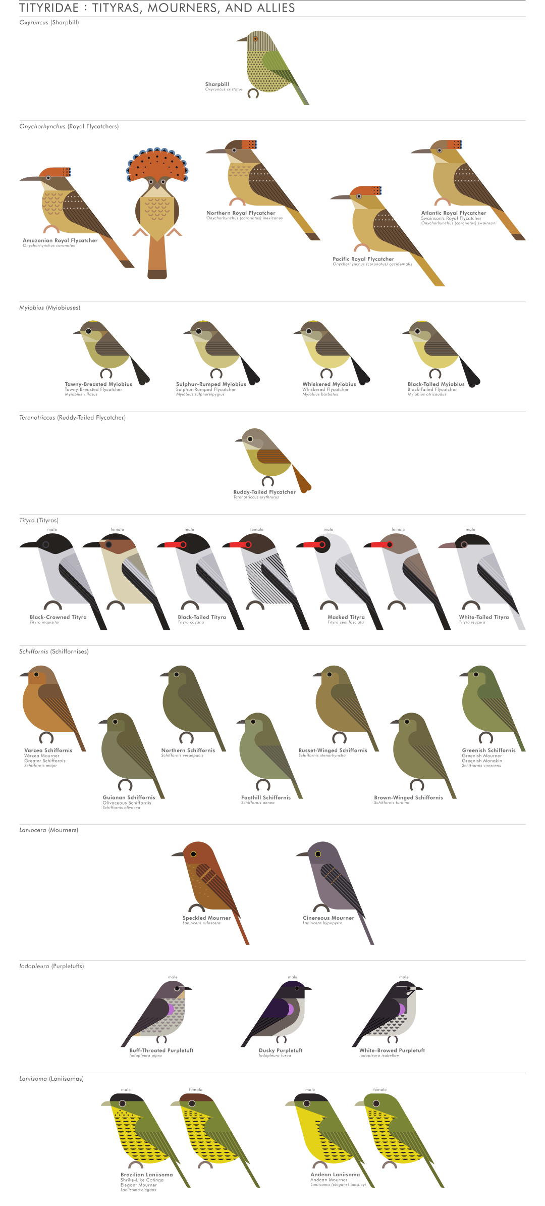 scott partridge - AVE - avian vector encyclopedia - tityras - bird vector art