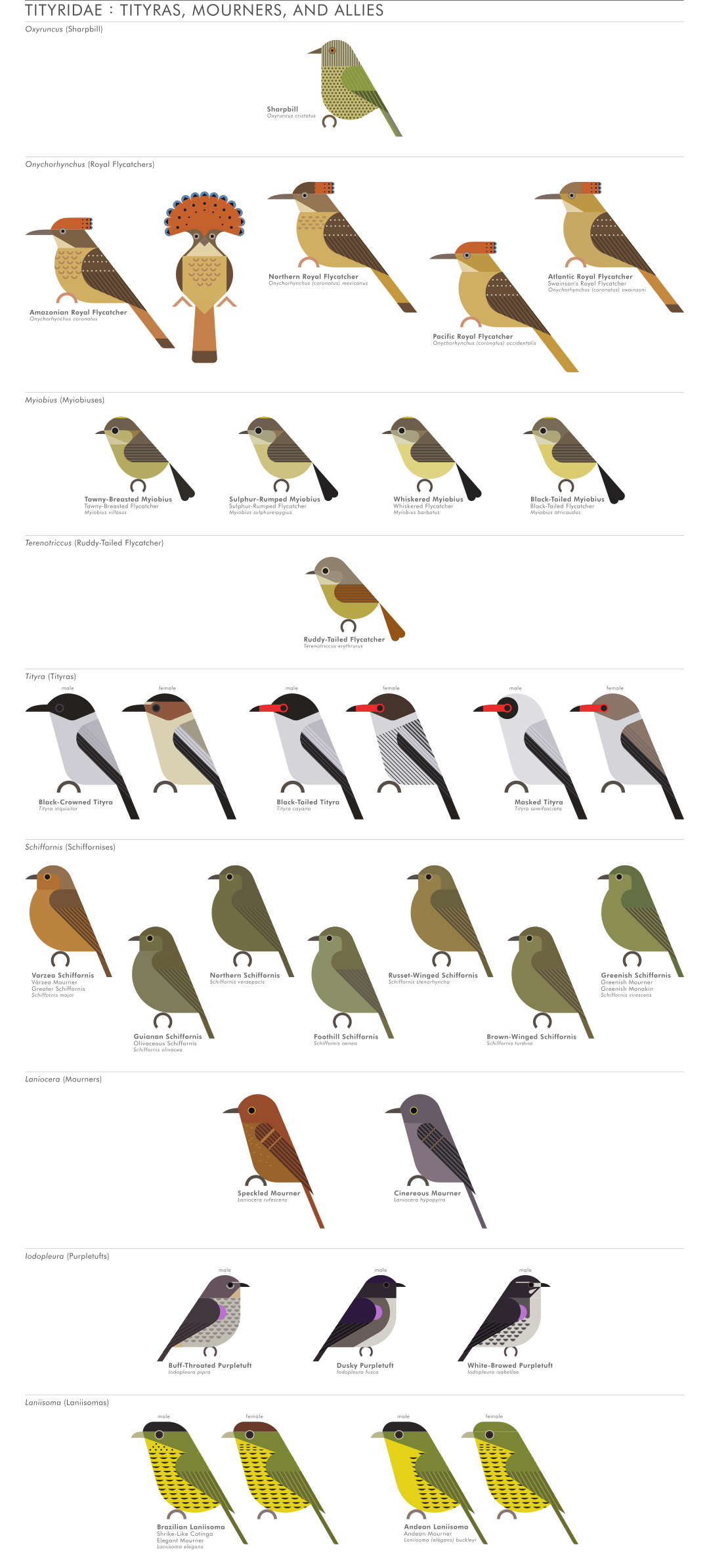 scott partridge - AVE - avian vector encyclopedia - tityras - bird vector art