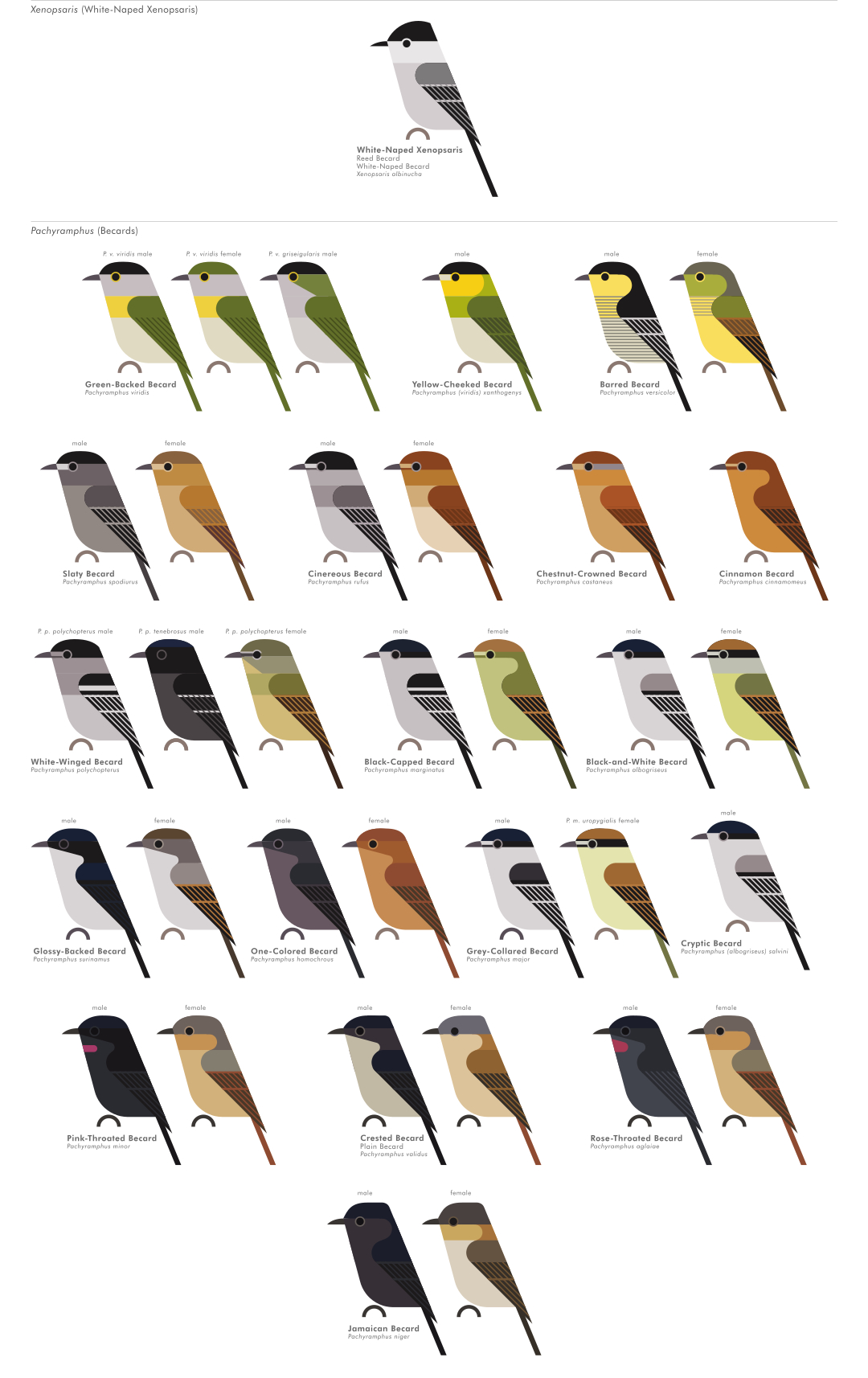 scott partridge - AVE - avian vector encyclopedia - becards - bird vector art