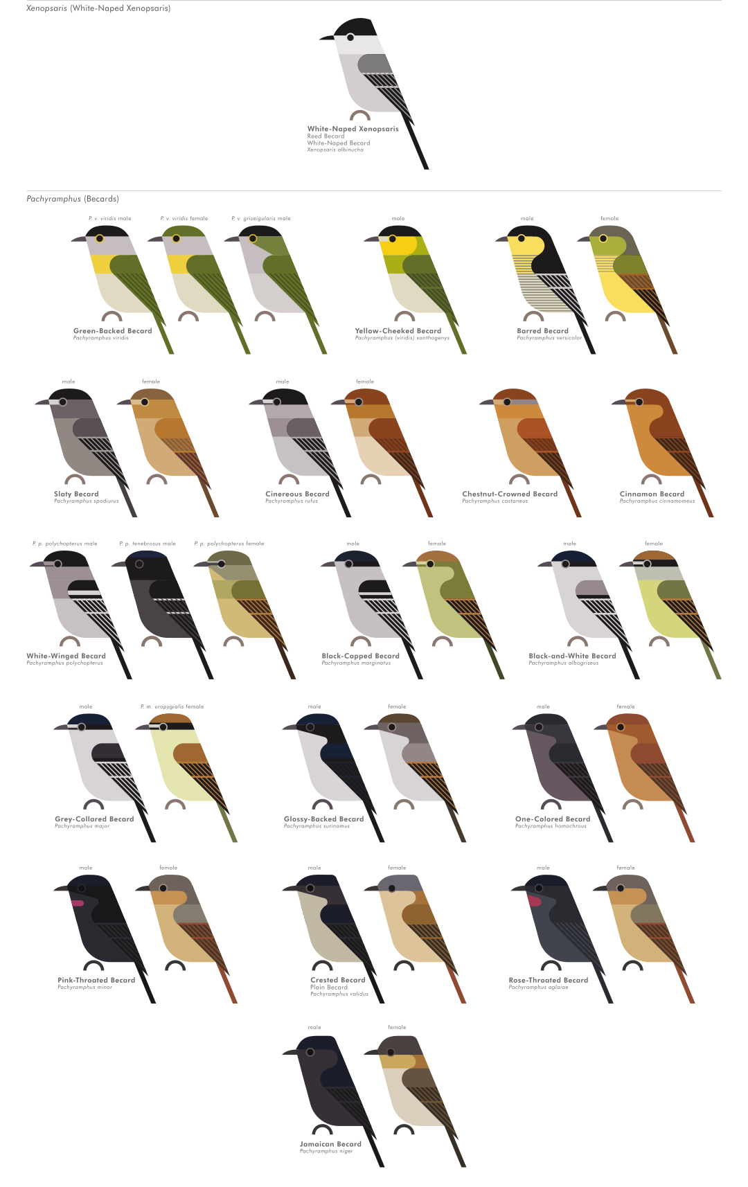 scott partridge - AVE - avian vector encyclopedia - becards - bird vector art