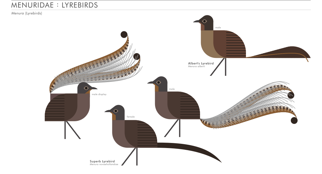 scott partridge - AVE - avian vector encyclopedia - lyrebirds - bird vector art