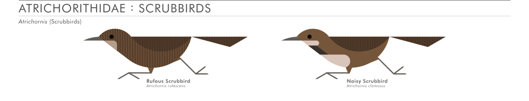 scott partridge - AVE - avian vector encyclopedia - scrubbirds - bird vector art