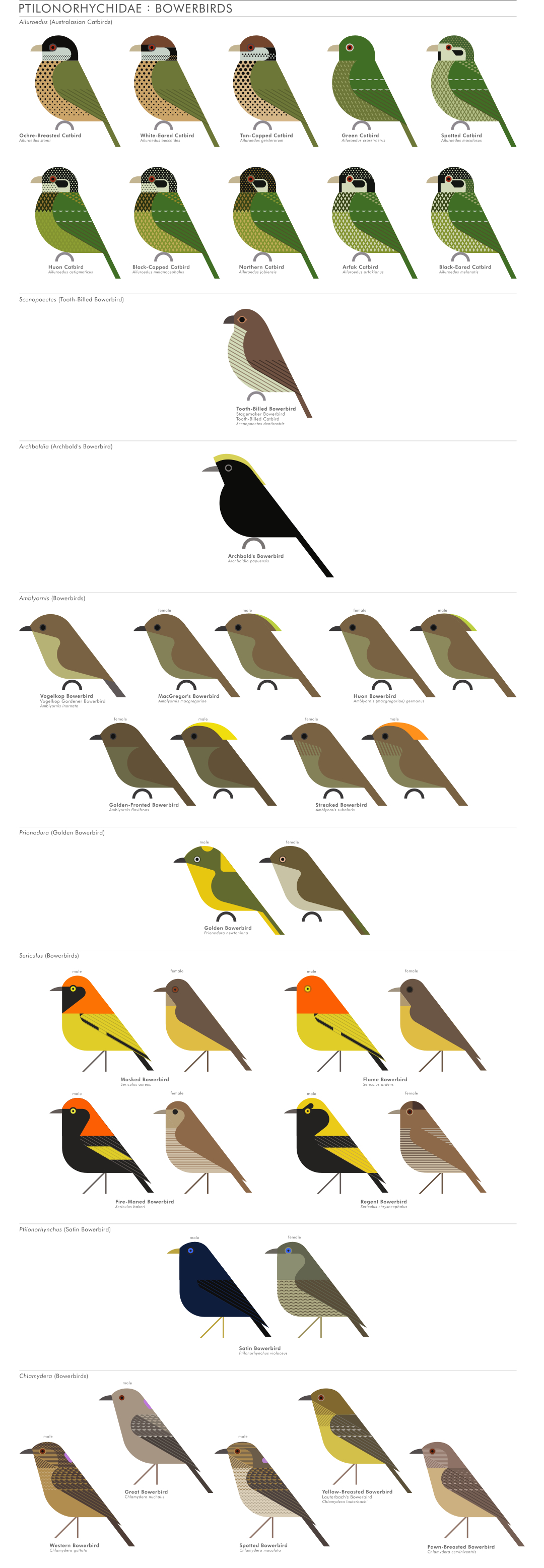 scott partridge - AVE - avian vector encyclopedia - bowerbirds - bird vector art