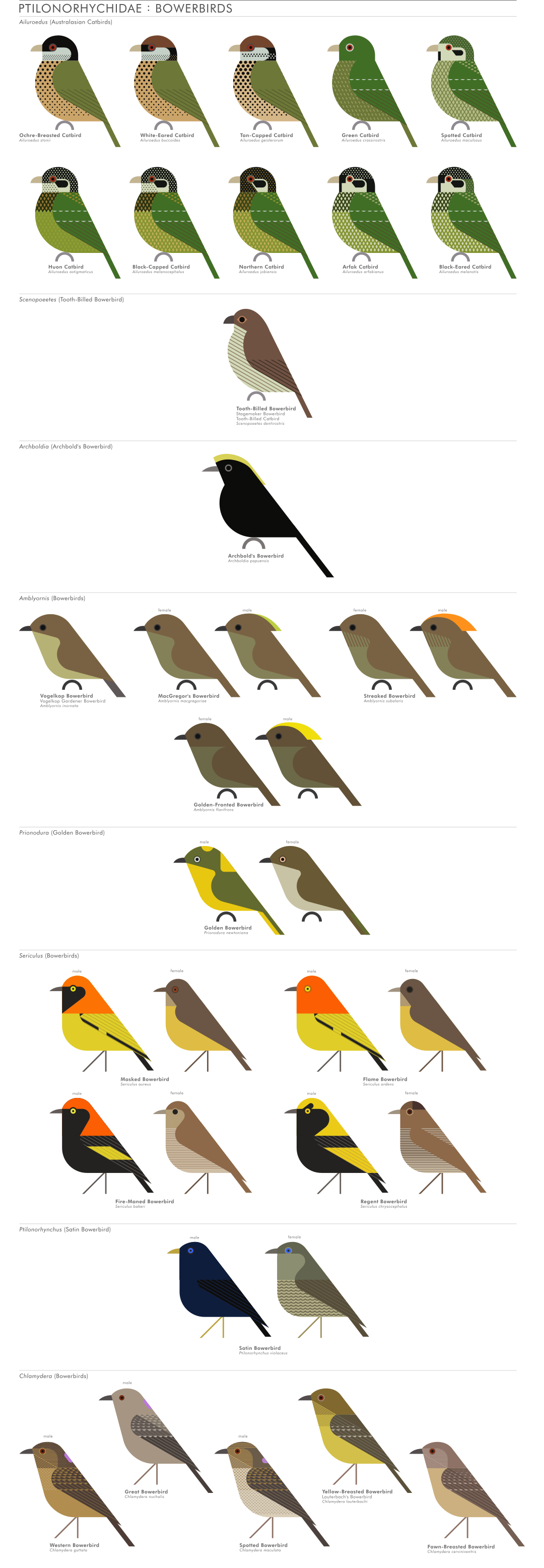 scott partridge - AVE - avian vector encyclopedia - bowerbirds - bird vector art