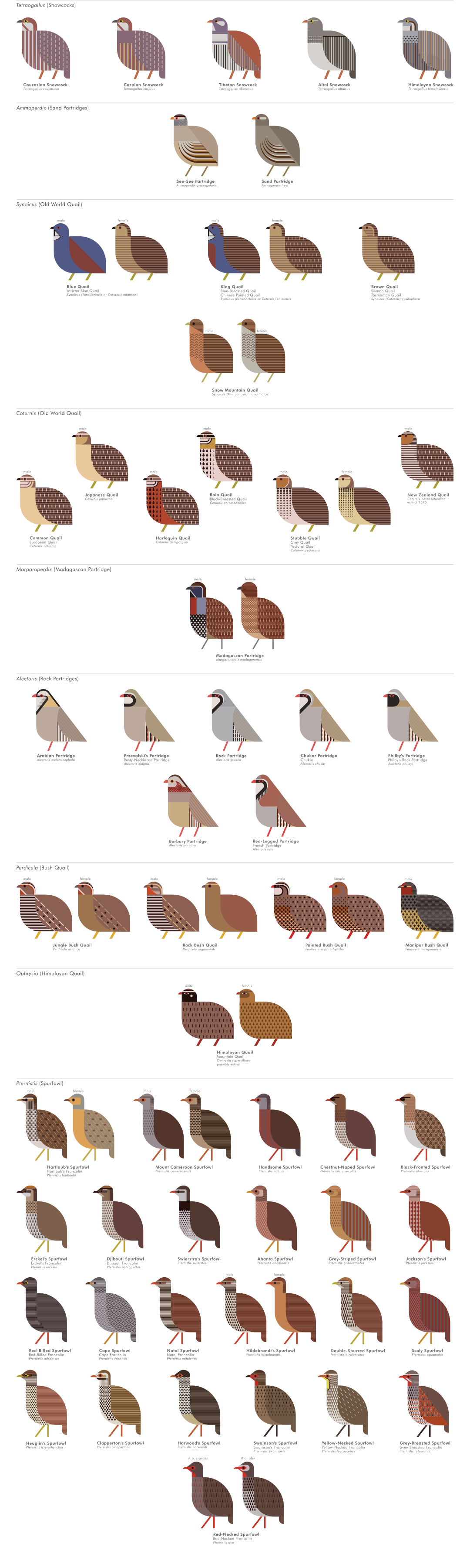 scott partridge - ave - avian vector encyclopedia - phasianidae - bird vector art