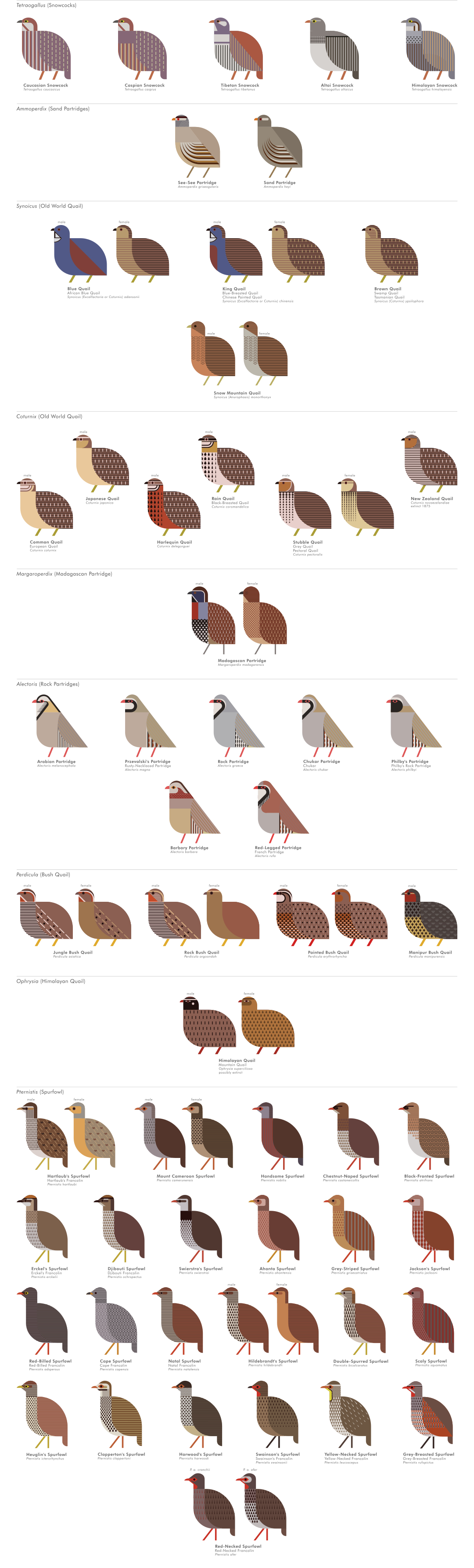 scott partridge - ave - avian vector encyclopedia - phasianidae - chickens - bird vector art