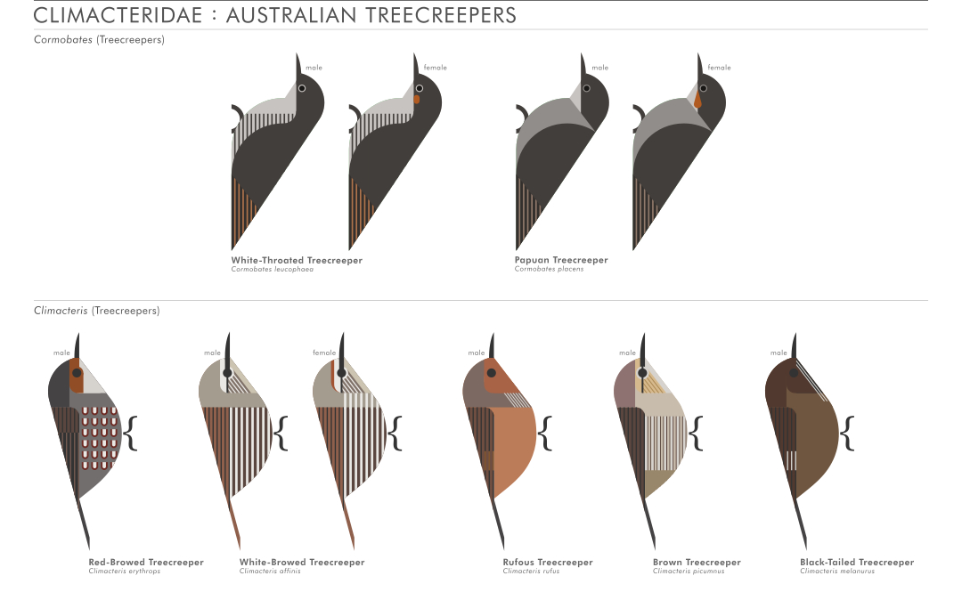 scott partridge - AVE - avian vector encyclopedia - australian treecreepers - bird vector art