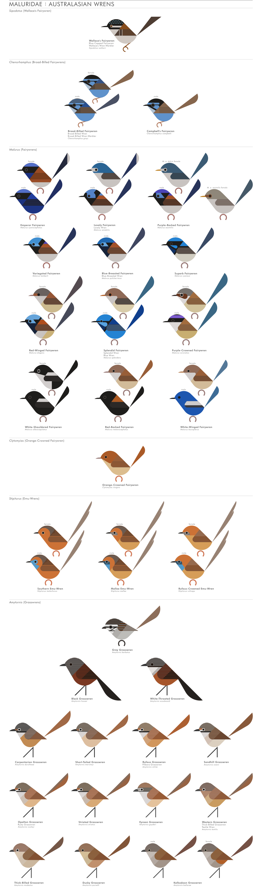 scott partridge - AVE - avian vector encyclopedia - fairywrens - bird vector art