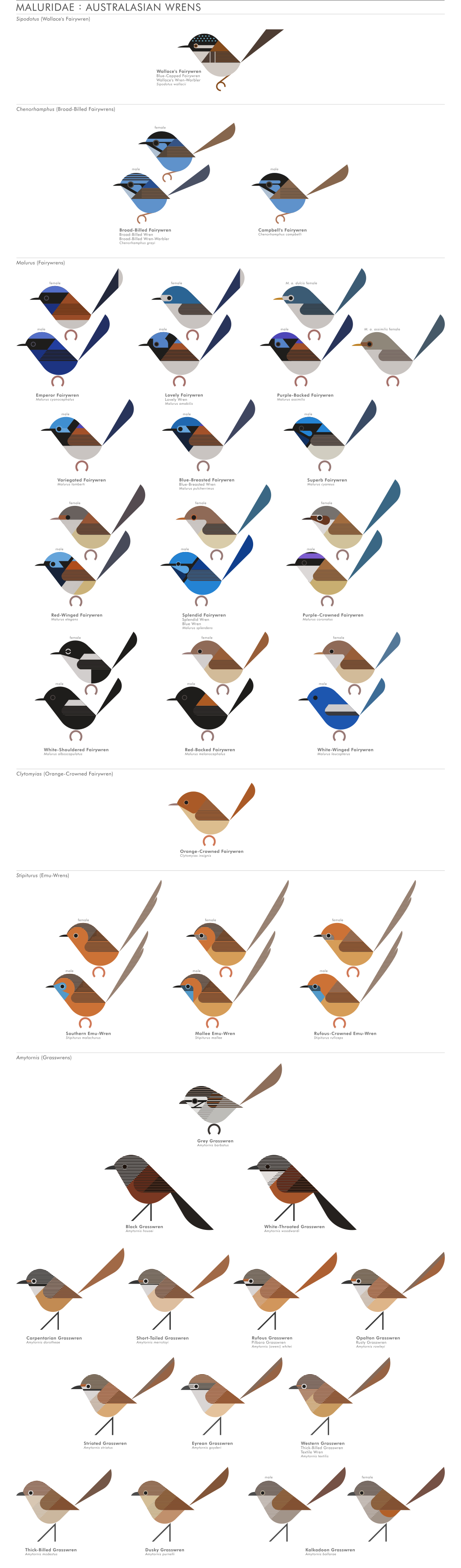 scott partridge - AVE - avian vector encyclopedia - fairywrens - bird vector art