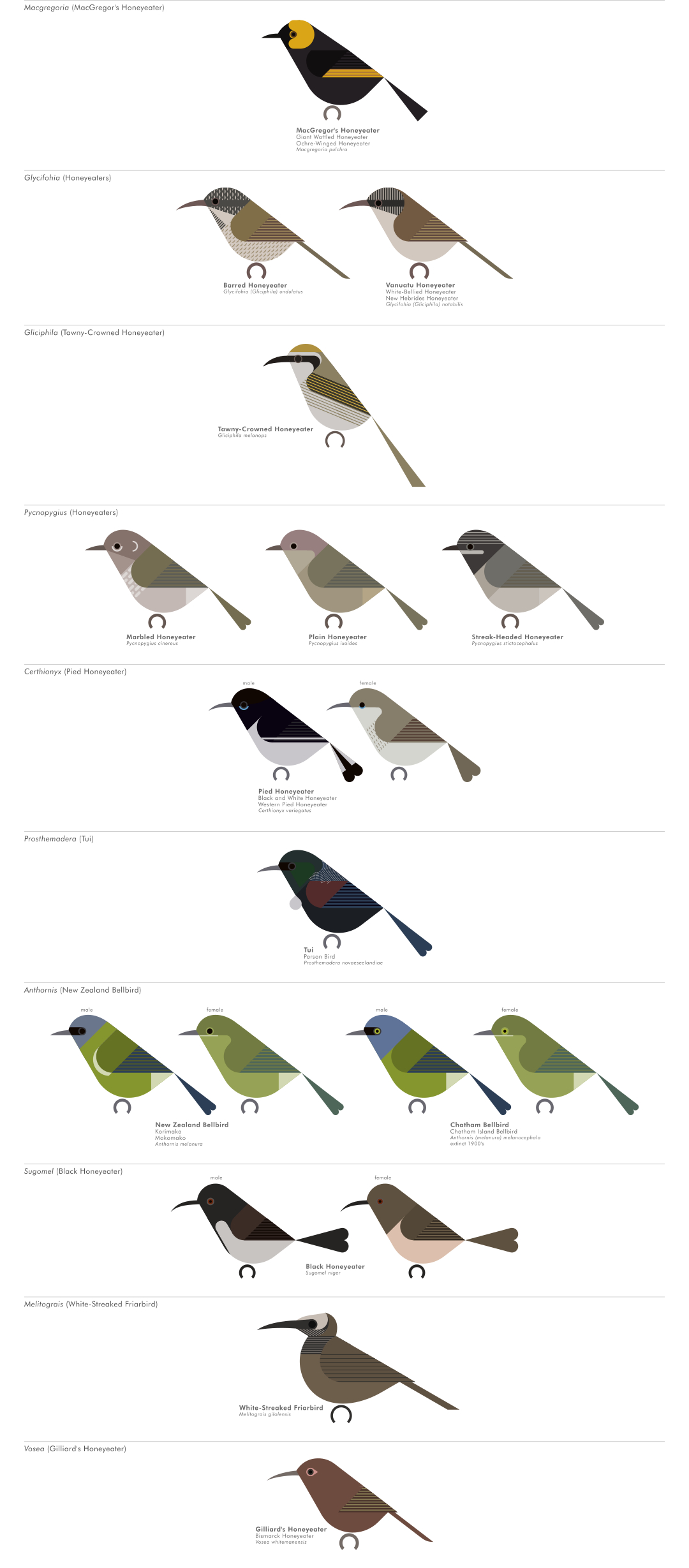 scott partridge - AVE - avian vector encyclopedia - honeyeaters - bird vector art