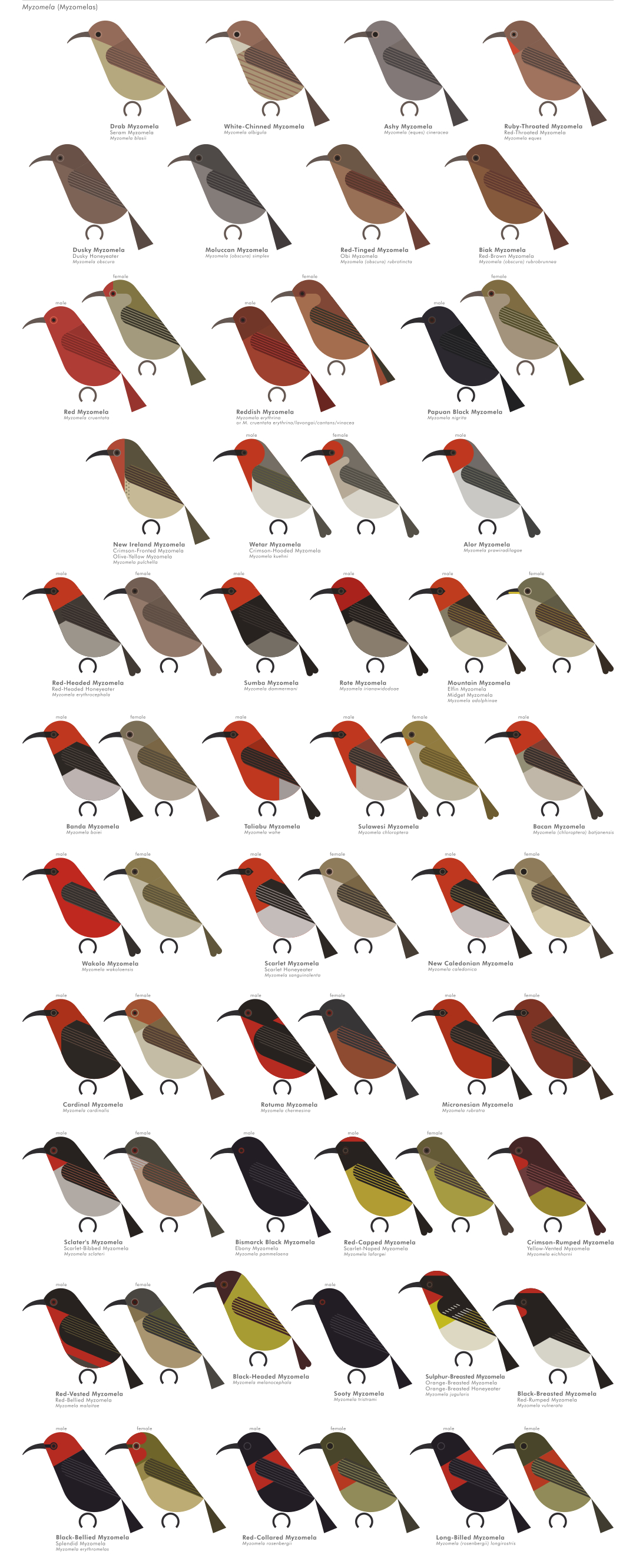 scott partridge - AVE - avian vector encyclopedia - honeyeaters - bird vector art