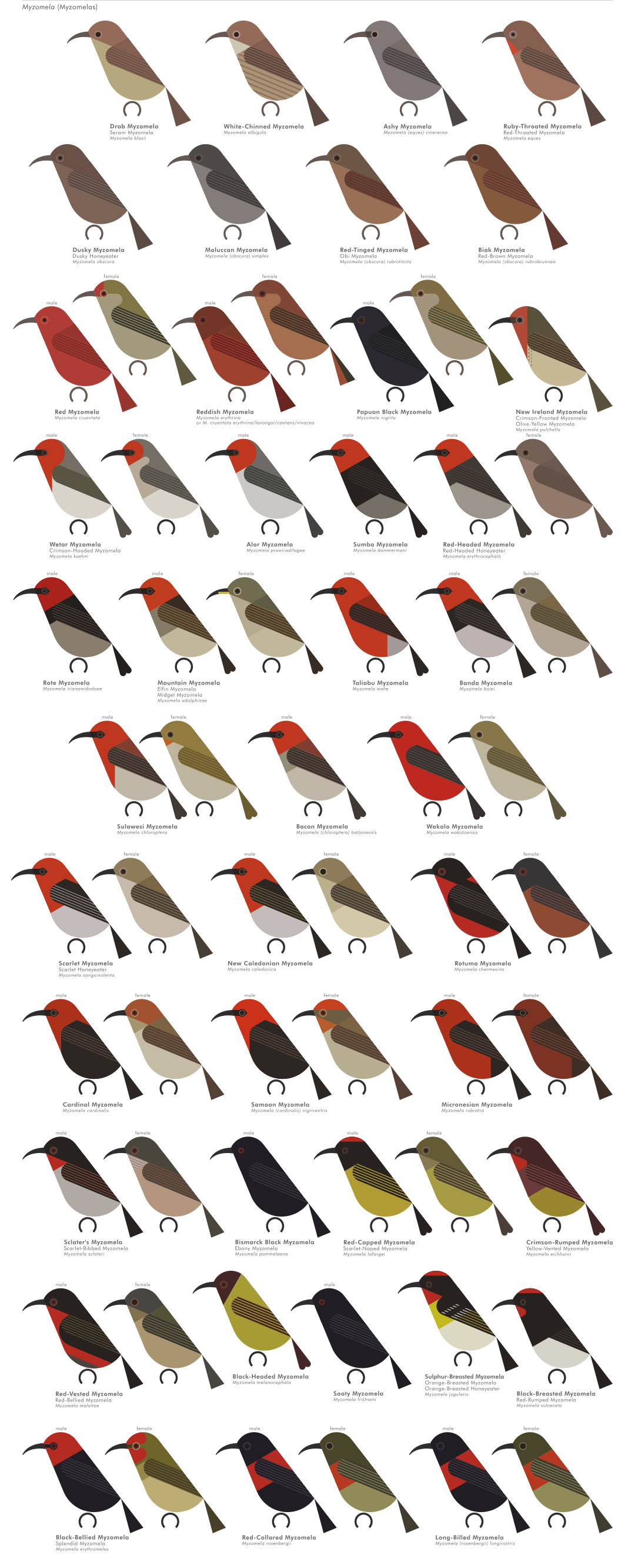 scott partridge - AVE - avian vector encyclopedia - honeyeaters - bird vector art