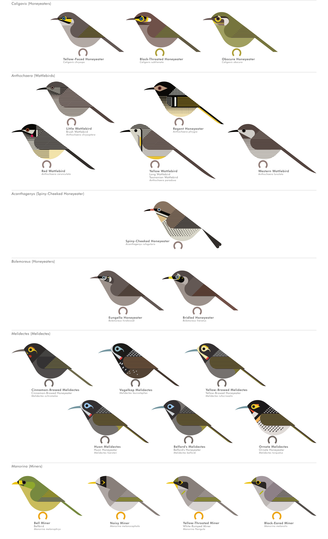 scott partridge - AVE - avian vector encyclopedia - honeyeaters - bird vector art