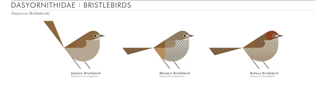 scott partridge - AVE - avian vector encyclopedia - bristlebirds - bird vector art