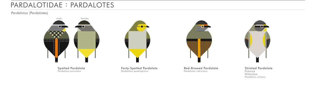 scott partridge - AVE - avian vector encyclopedia - pardalotes - bird vector art