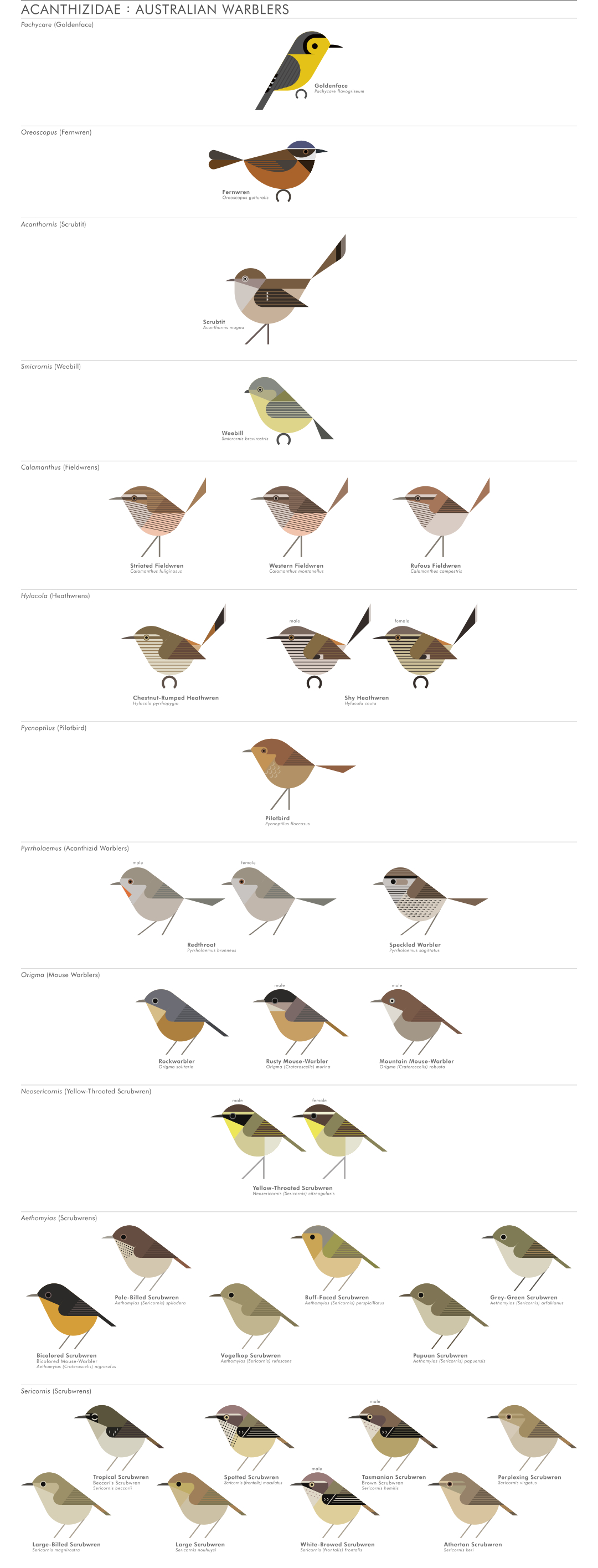 scott partridge - AVE - avian vector encyclopedia - acanthizids - bird vector art