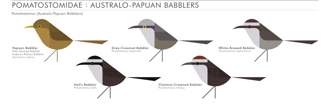 scott partridge - AVE - avian vector encyclopedia - austro-papuan babblers - bird vector art