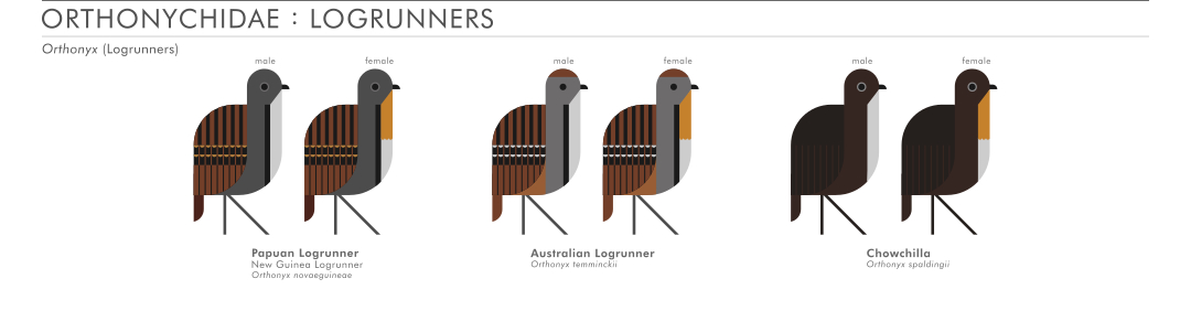 scott partridge - AVE - avian vector encyclopedia - logrunners - bird vector art