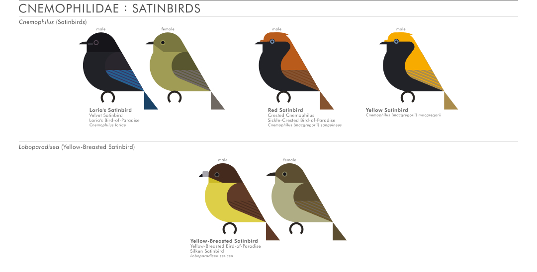 scott partridge - AVE - avian vector encyclopedia - satinbirds - bird vector art