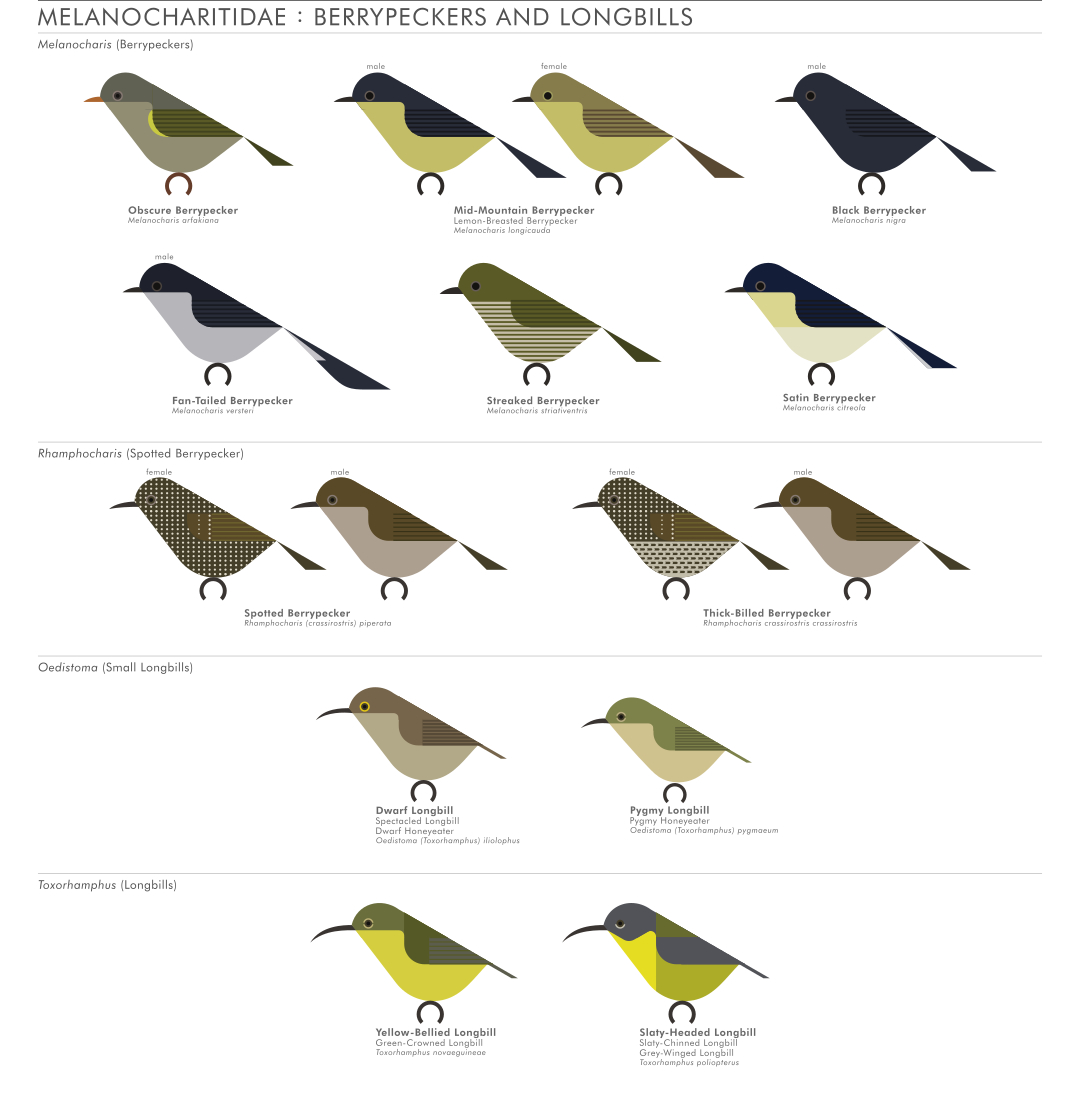 scott partridge - AVE - avian vector encyclopedia - berrypeckers - bird vector art