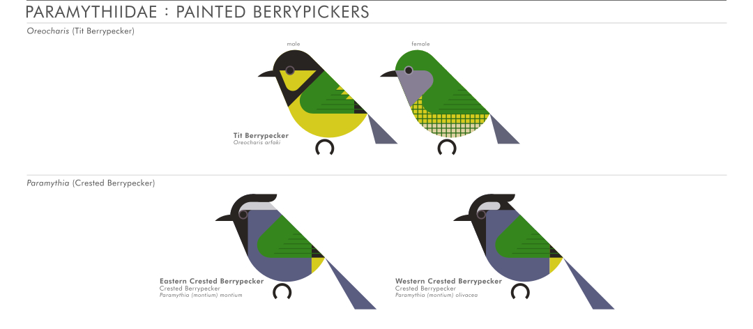 scott partridge - AVE - avian vector encyclopedia - painted berrypeckers - bird vector art