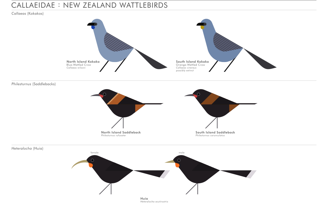 scott partridge - AVE - avian vector encyclopedia - wattlebirds - bird vector art