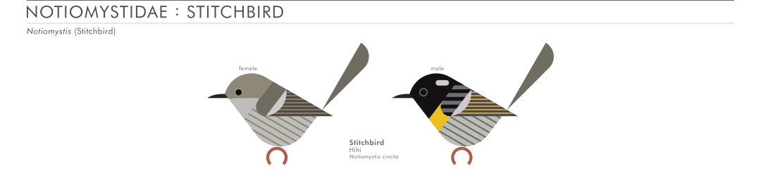 scott partridge - AVE - avian vector encyclopedia - stitchbird - bird vector art