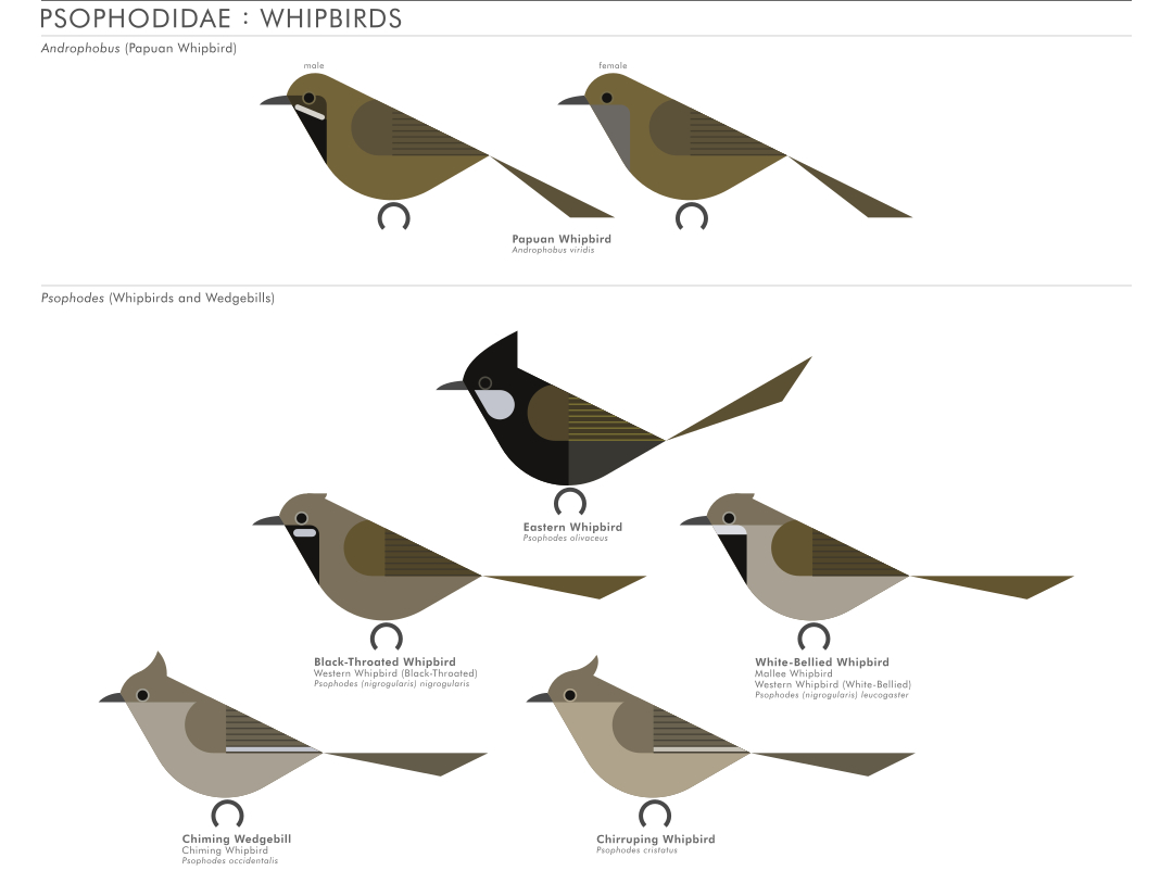 scott partridge - AVE - avian vector encyclopedia - whipbirds - bird vector art