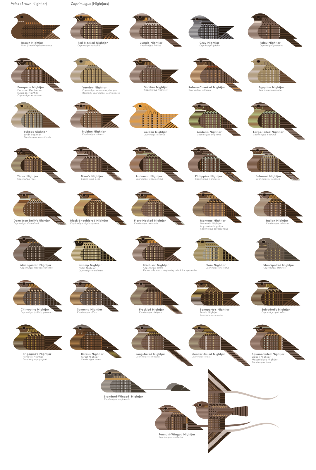 scott partridge - ave - avian vector encyclopedia - nightjars CAPRIMULGIFORMES - bird vector art