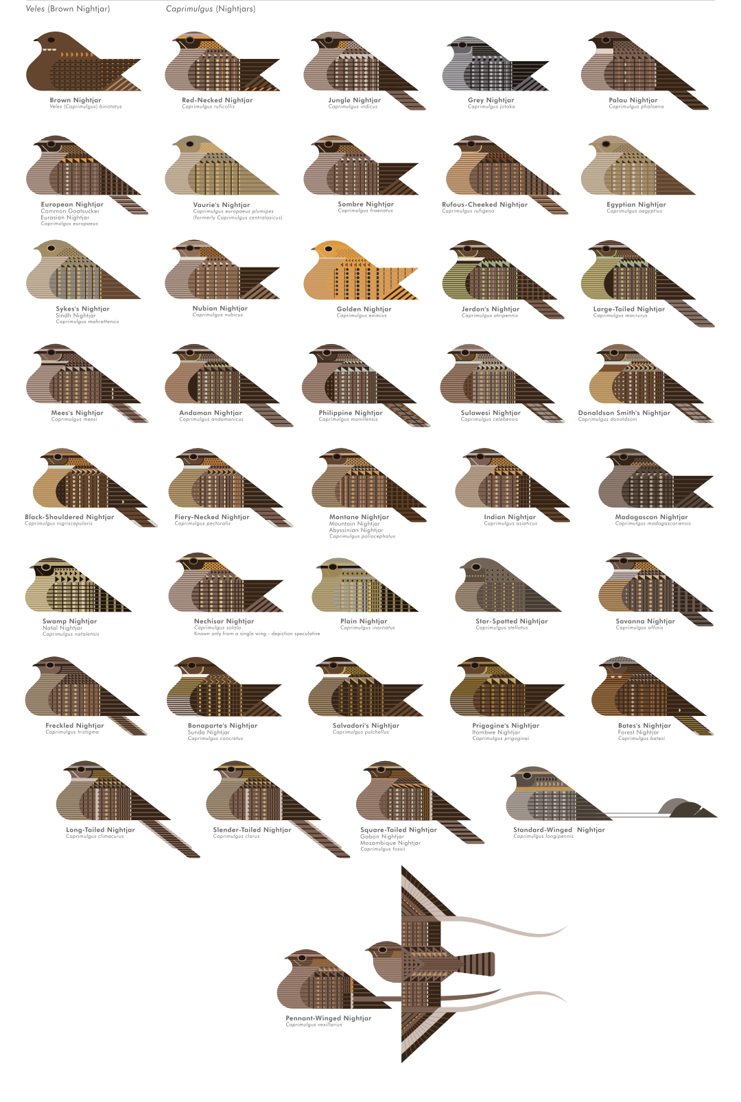 scott partridge - ave - avian vector encyclopedia - nightjars CAPRIMULGIFORMES - bird vector art