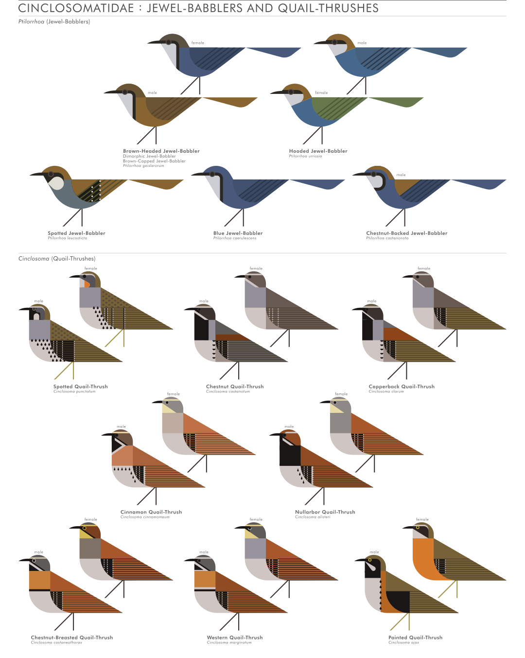 scott partridge - AVE - avian vector encyclopedia - Cinclosomatidae - bird vector art