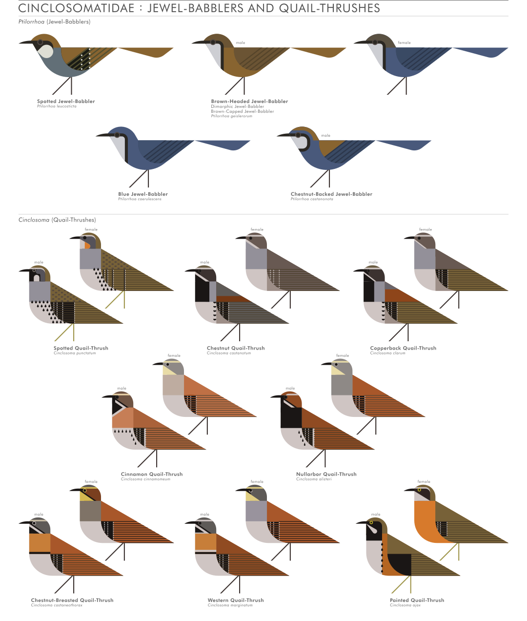 scott partridge - AVE - avian vector encyclopedia - Cinclosomatidae - bird vector art