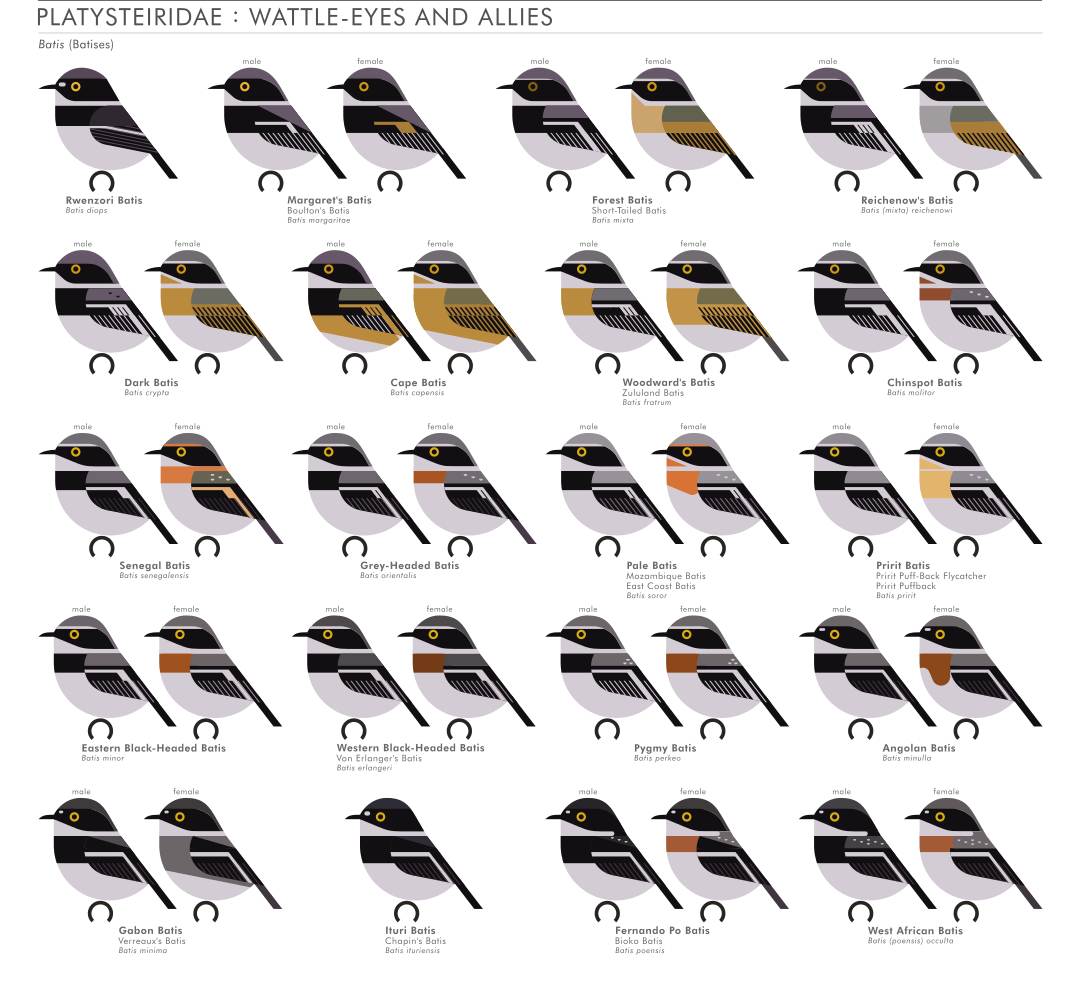 scott partridge - AVE - avian vector encyclopedia - batis - bird vector art