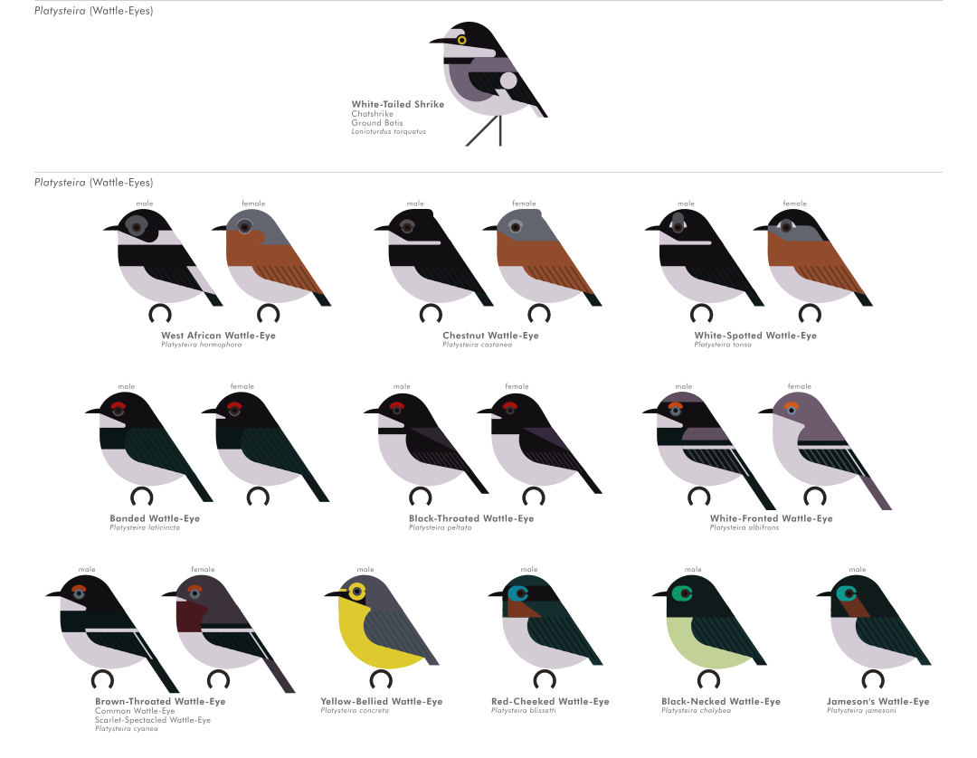 scott partridge - AVE - avian vector encyclopedia - wattleeyes - bird vector art