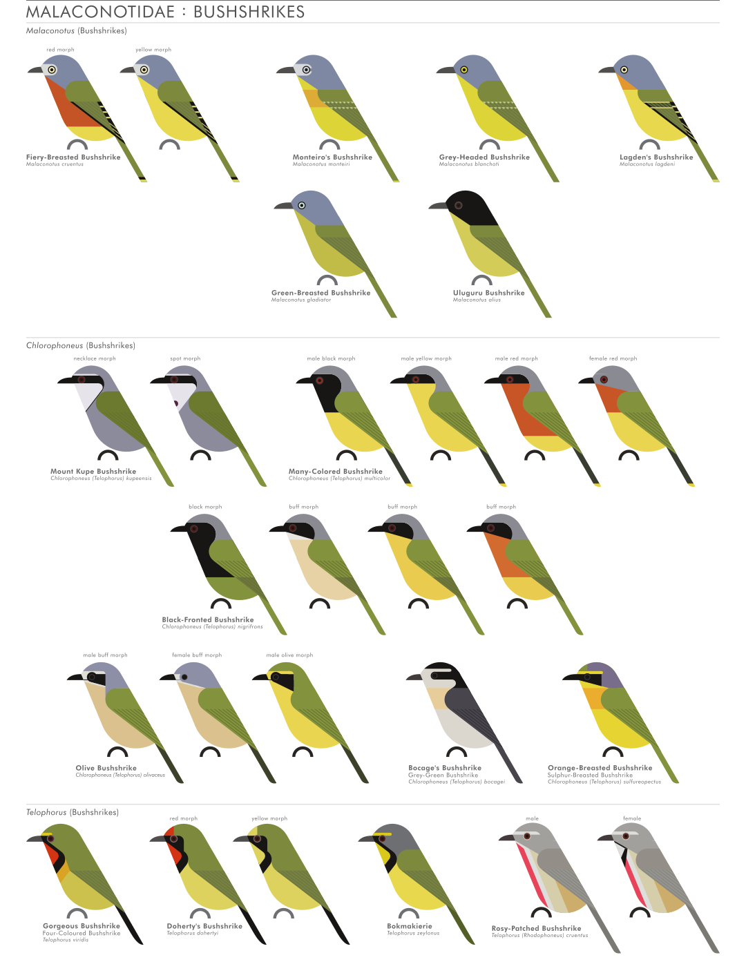 scott partridge - AVE - avian vector encyclopedia - bushshrikes - bird vector art