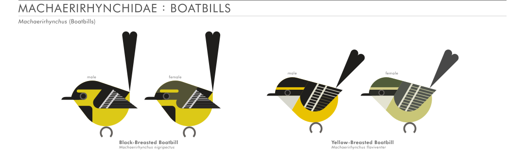 scott partridge - AVE - avian vector encyclopedia - boatbills - bird vector art