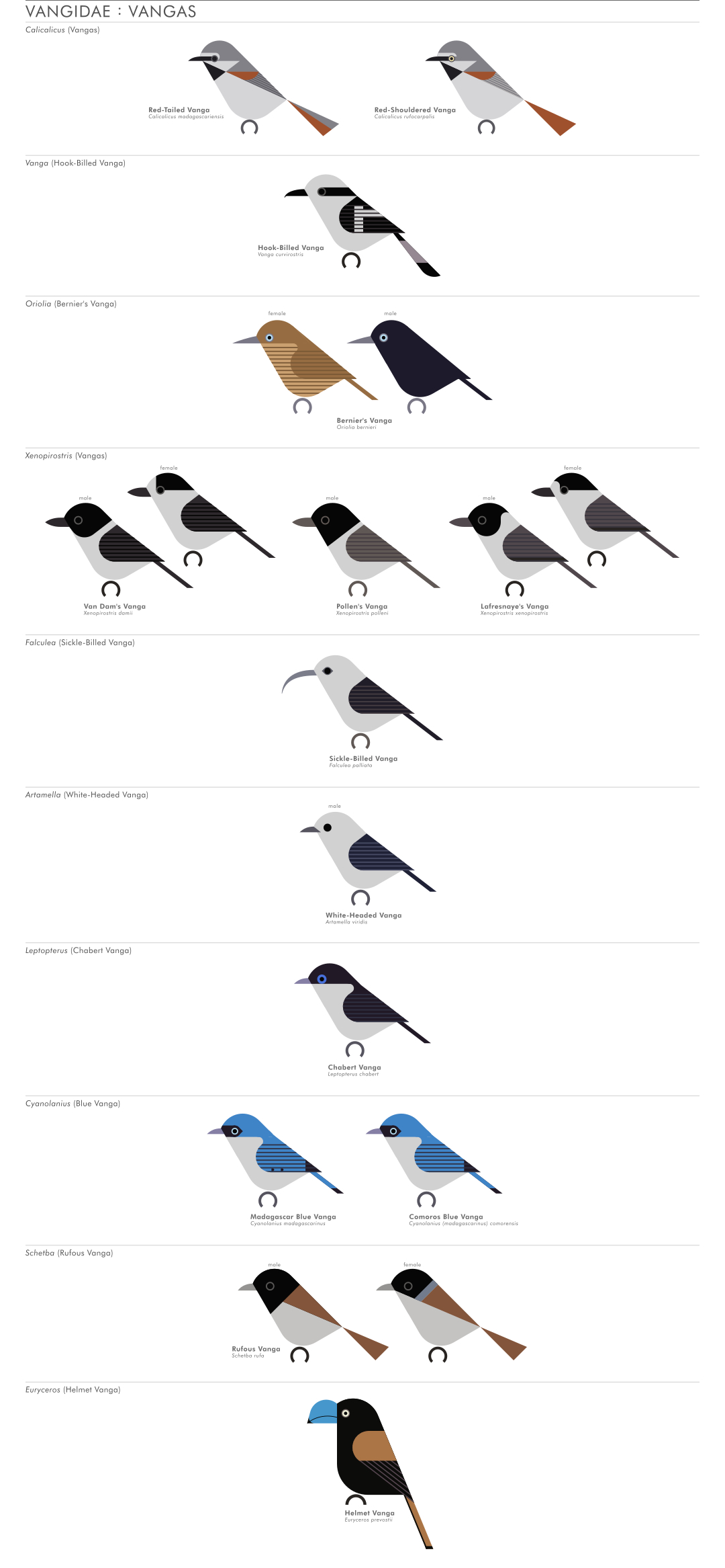 scott partridge - AVE - avian vector encyclopedia - vangas - bird vector art