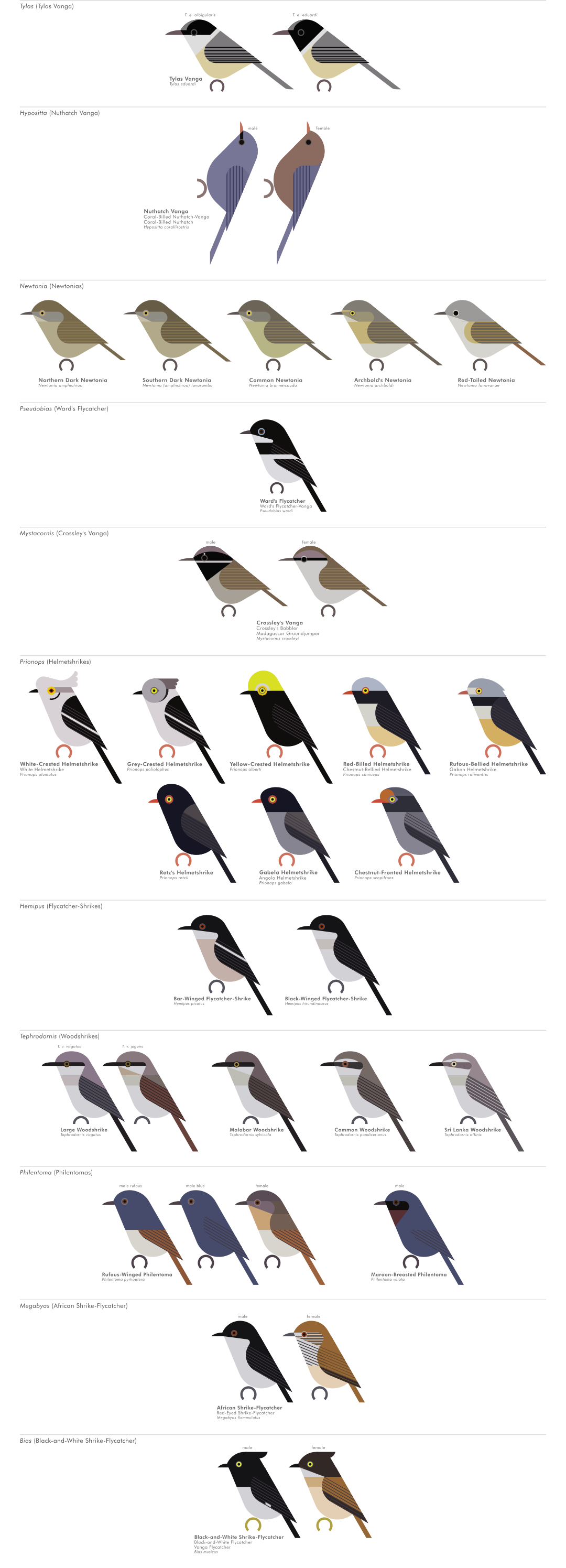 scott partridge - AVE - avian vector encyclopedia - vangas - bird vector art