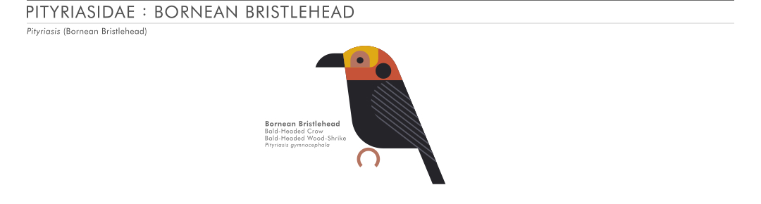 scott partridge - AVE - avian vector encyclopedia - bristlehead - bird vector art