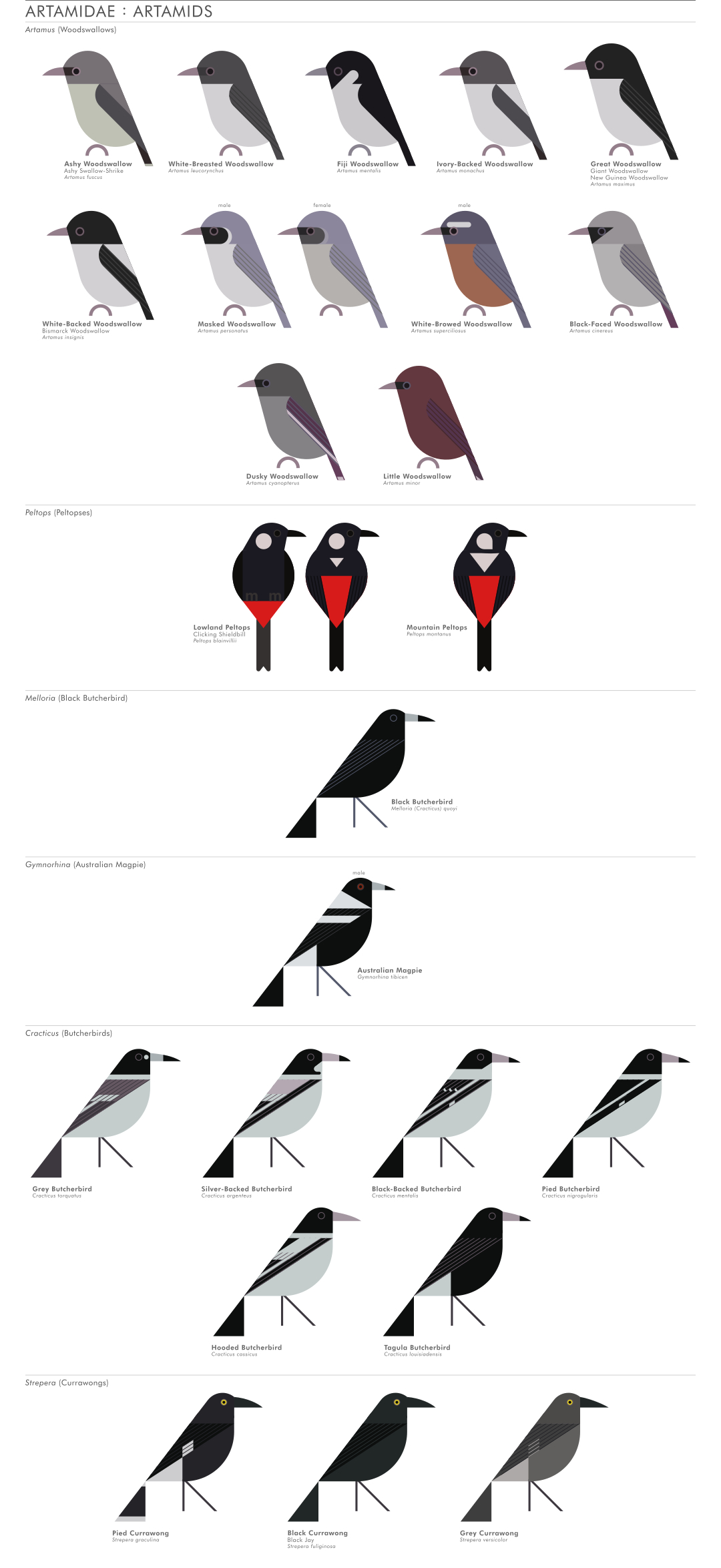 scott partridge - AVE - avian vector encyclopedia - artamids - bird vector art
