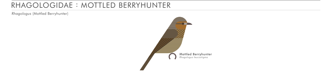 scott partridge - AVE - avian vector encyclopedia - mottled berryhunter - bird vector art