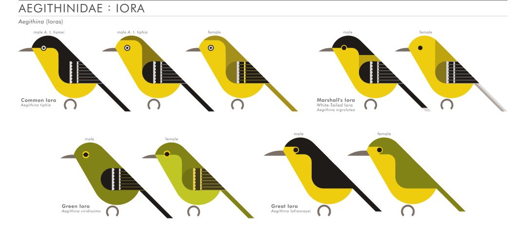 scott partridge - AVE - avian vector encyclopedia - ioras - bird vector art