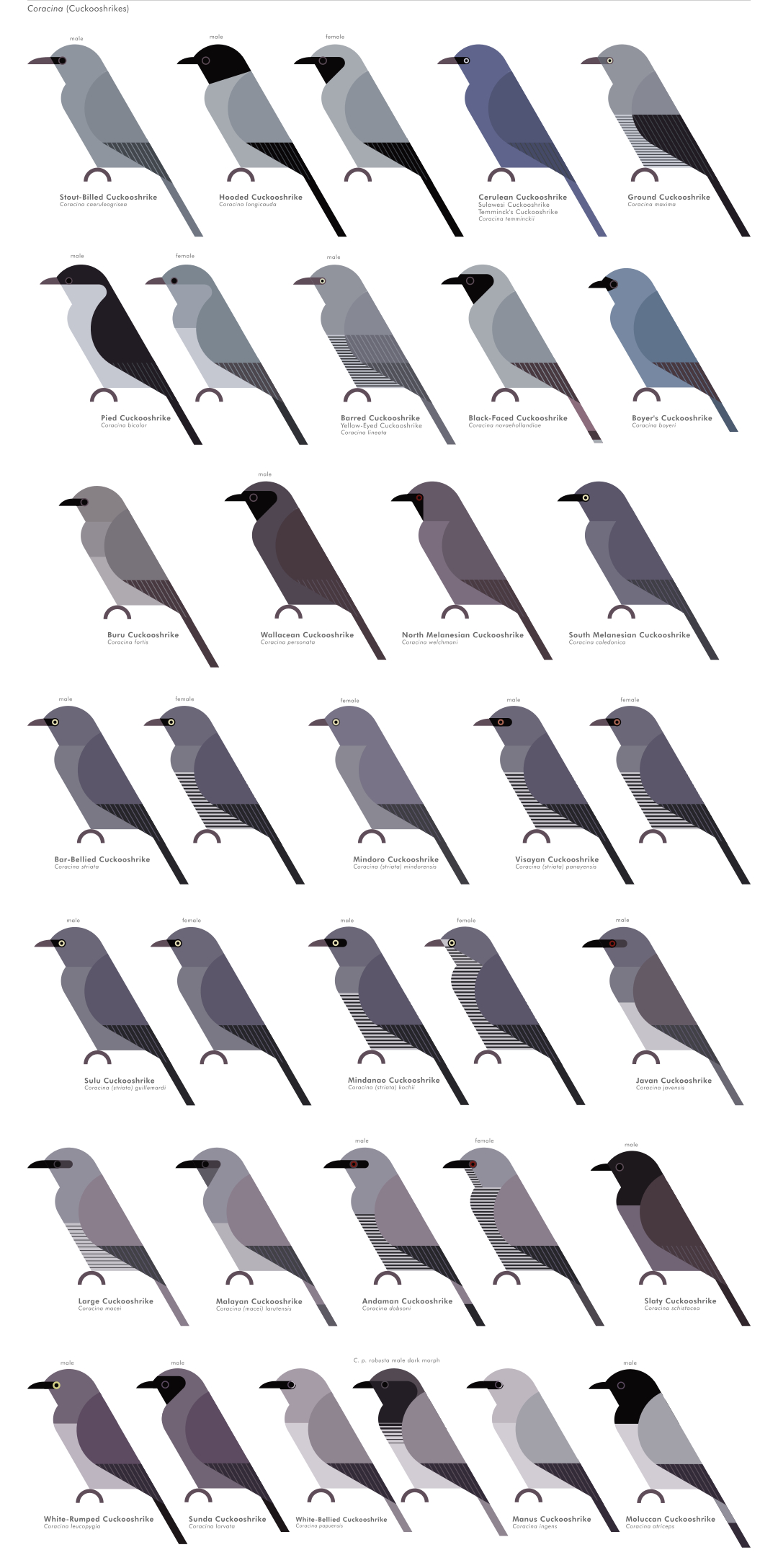 scott partridge - AVE - avian vector encyclopedia - cuckooshrikes - bird vector art