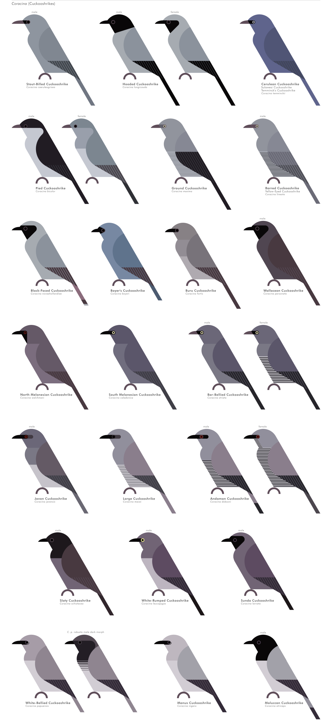 scott partridge - AVE - avian vector encyclopedia - cuckooshrikes - bird vector art